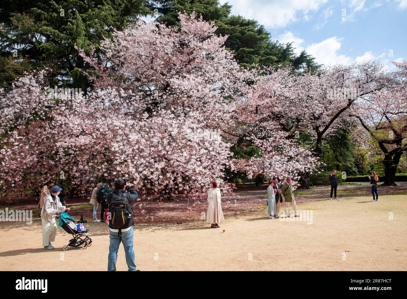 Shinjuku Gyoen Park cherry blossom hanami sakura April 2023, Tokyo city ...