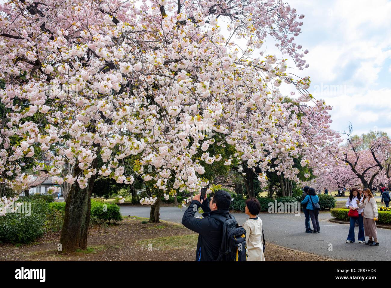 Shinjuku Gyoen Park cherry blossom hanami sakura April 2023, Tokyo city ...