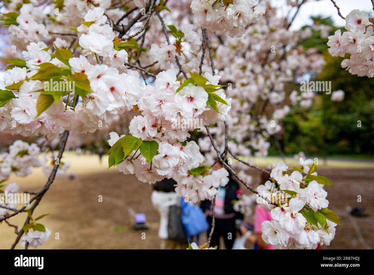 Shinjuku Gyoen Park cherry blossom hanami sakura April 2023, Tokyo city ...