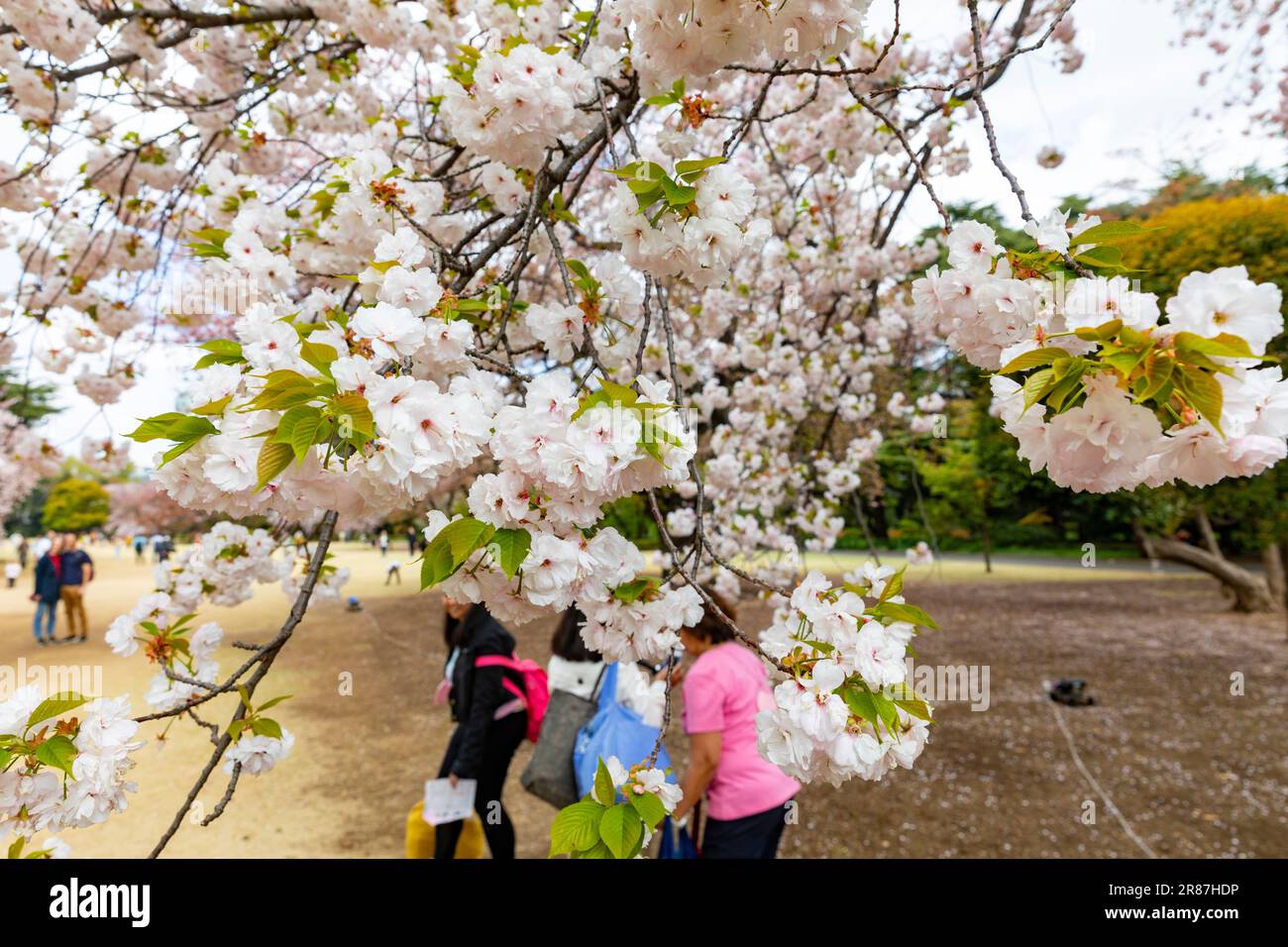 Shinjuku Gyoen Park cherry blossom hanami sakura April 2023, Tokyo city ...