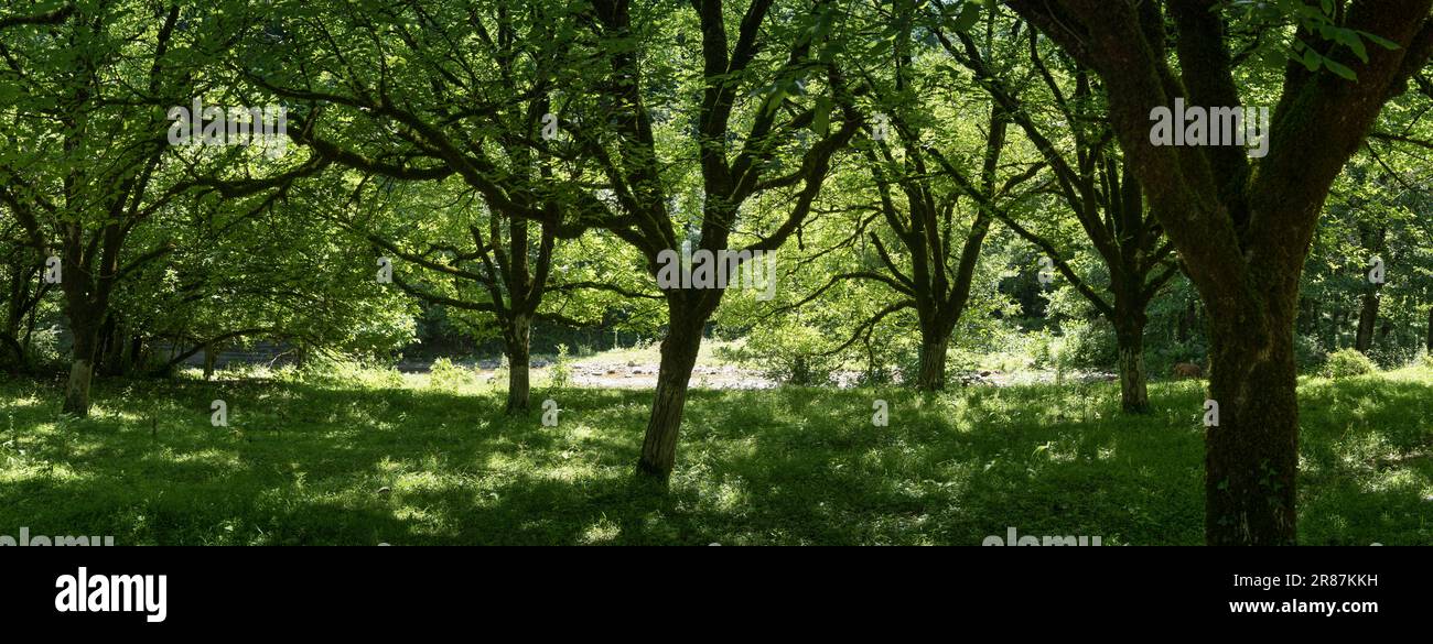 Deciduous forest with fluffy green grass panorama. Bright sunny day. A creek river flows through a wooded area. A cow grazes on a green meadow in the Stock Photo