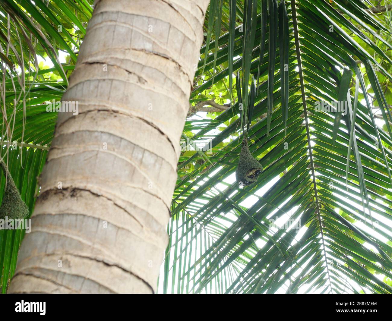 Bird nest in coconut tree hires stock photography and images Alamy
