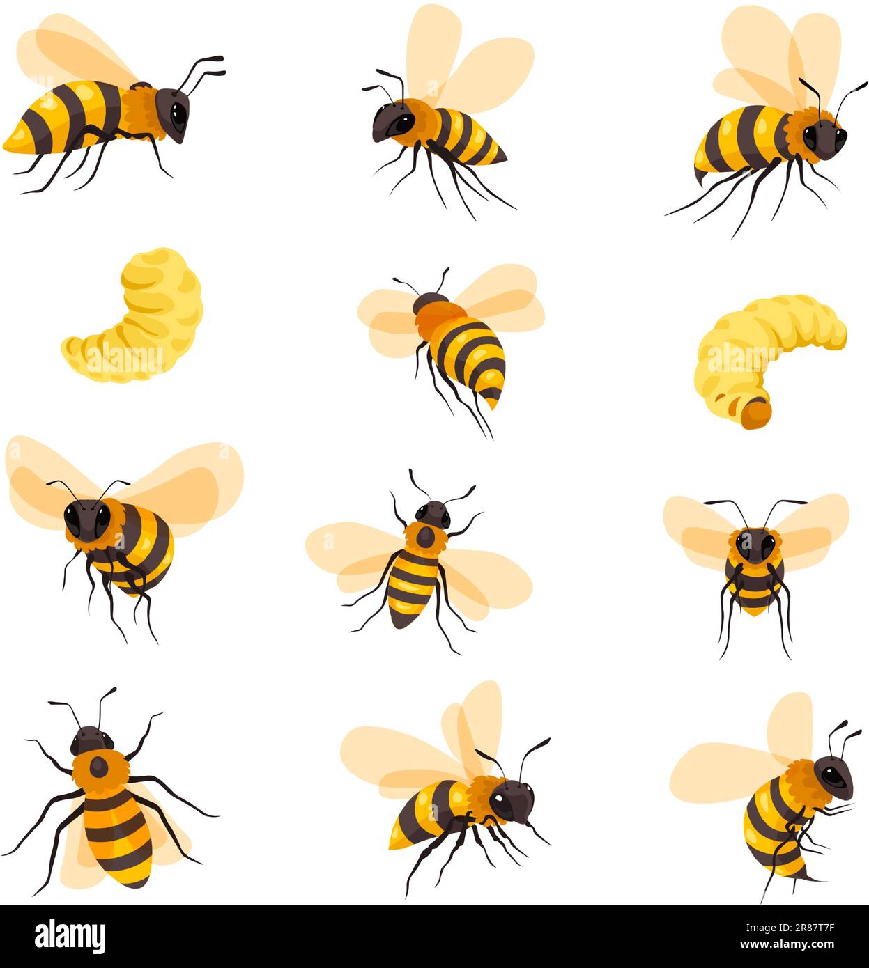 Bees lifecycle and portraits, honeybee and larva Stock Vector
