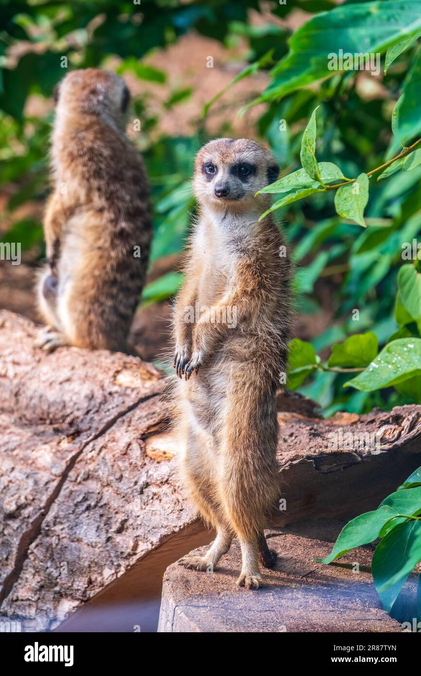 Meerkat standing on two legs hi-res stock photography and images - Alamy