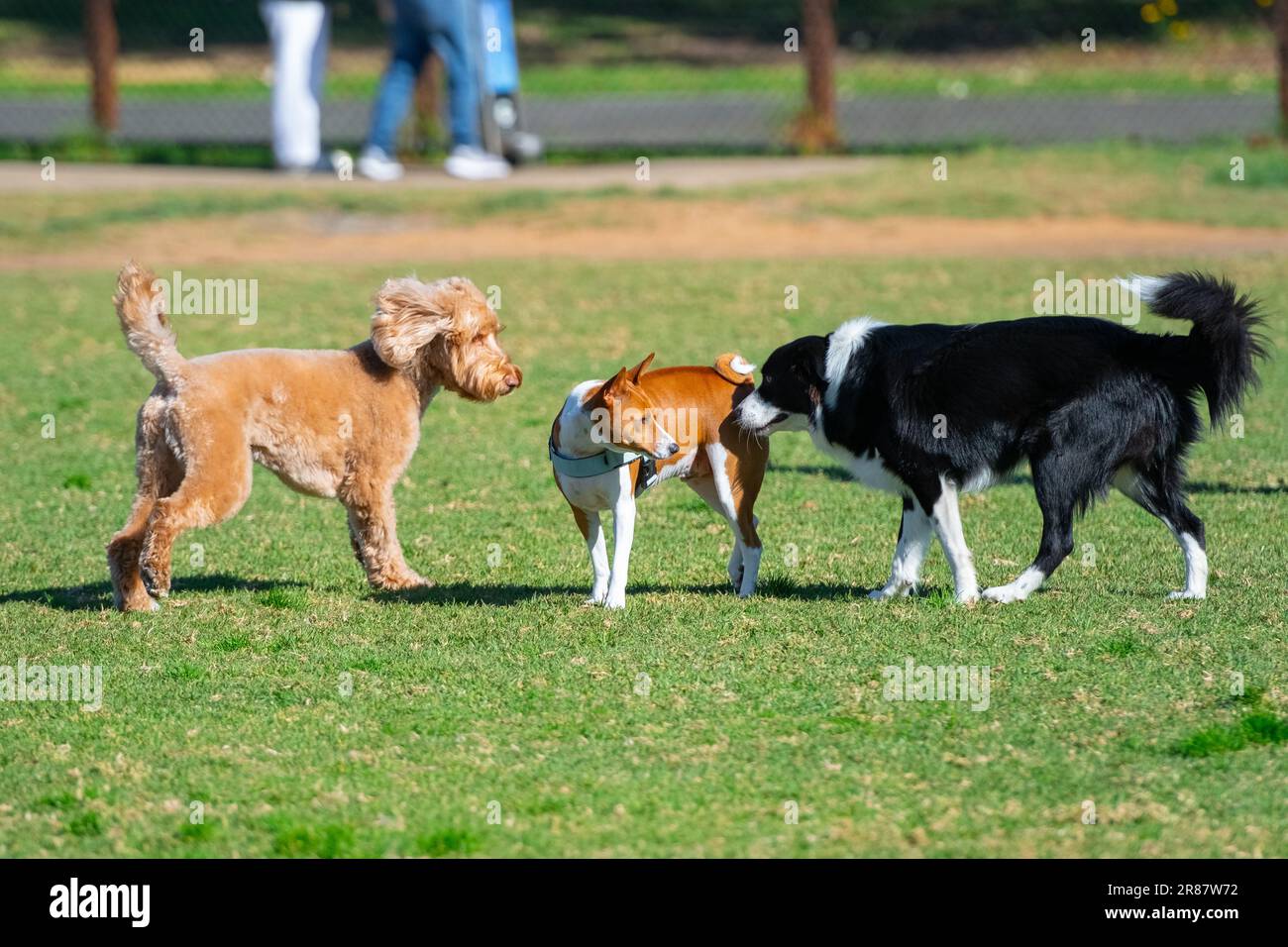 Group of dogs, different breeds, play in the park on a green grass