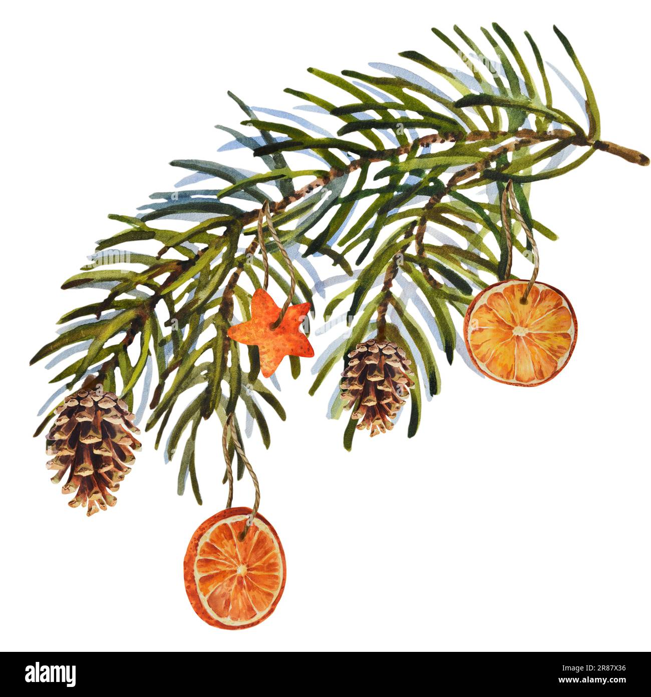 Watercolor Christmas set of fir branch with cones and dry oranges. Hand ...