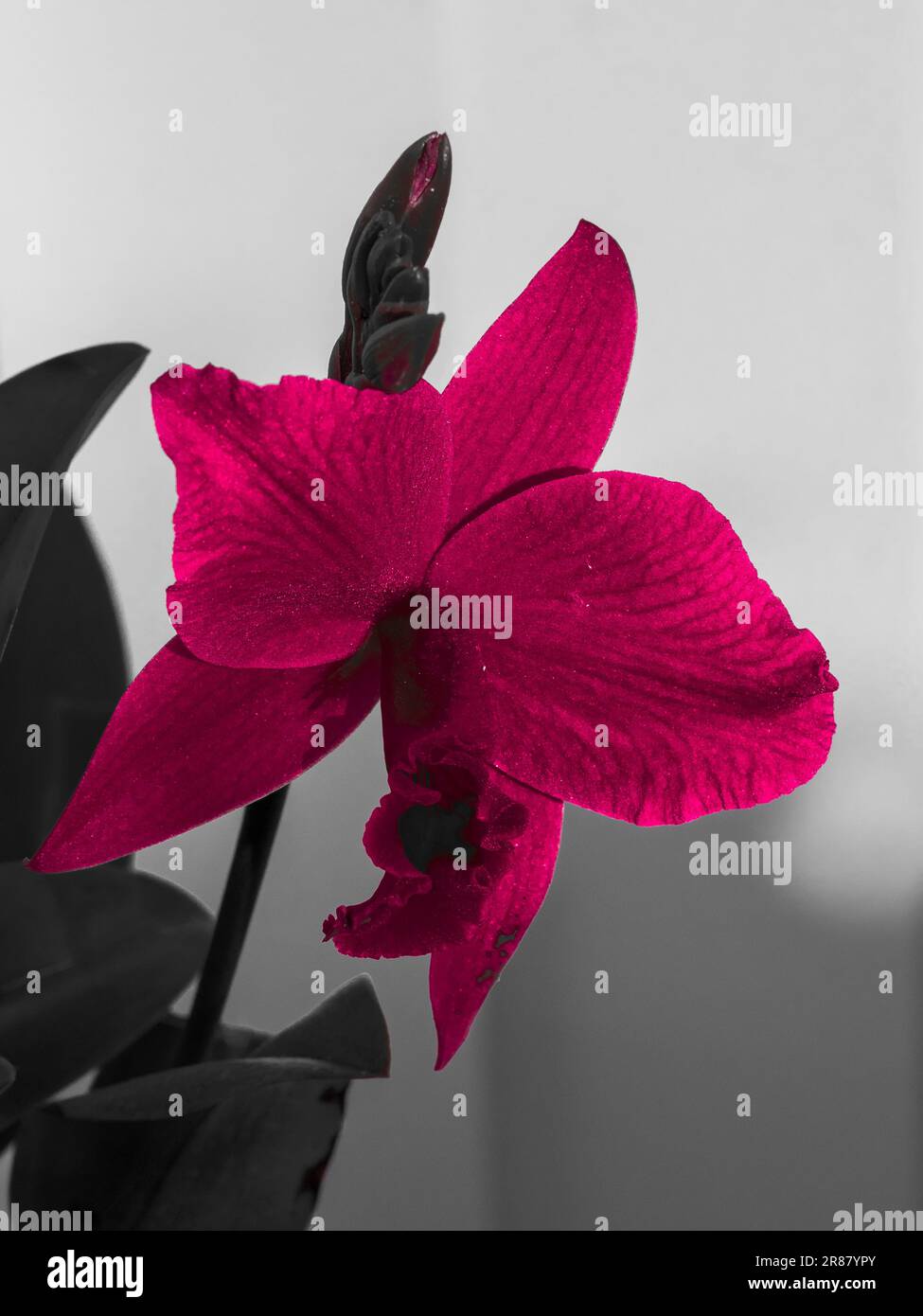 Partial colour photo of red bloom and buds of the Laeliocattleya orchid flower, Hsin Buu Lady, Australian coastal garden Stock Photo