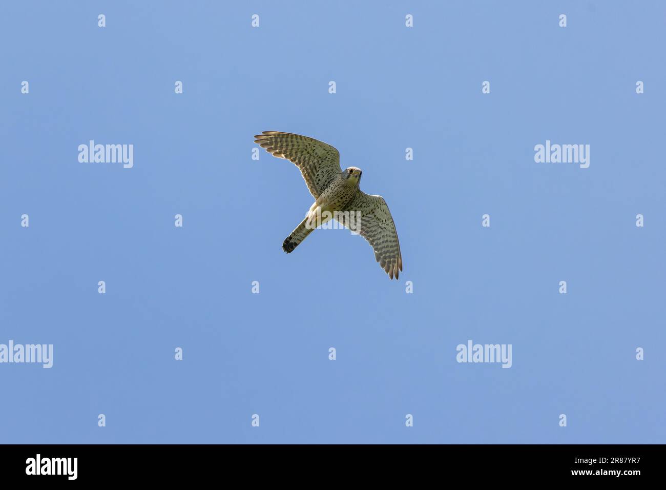 Commom kestrel [ Falco tinnunculus ] in flight against blue sky Stock ...