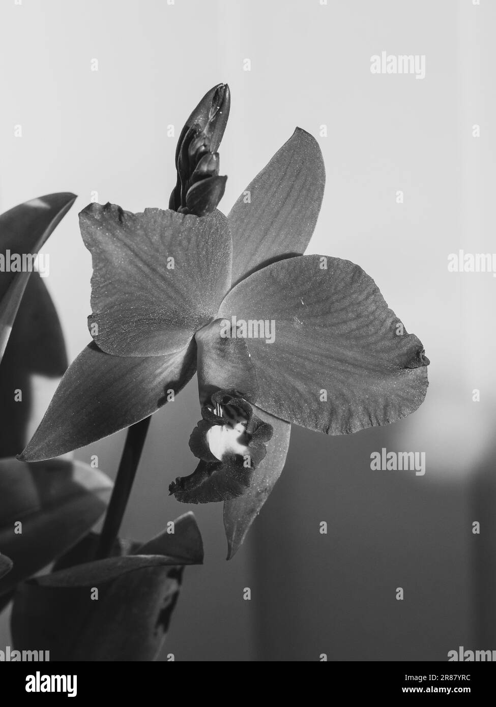 Closeup of bloom and buds of the Laeliocattleya orchid flower, Hsin Buu Lady, in black and white Stock Photo