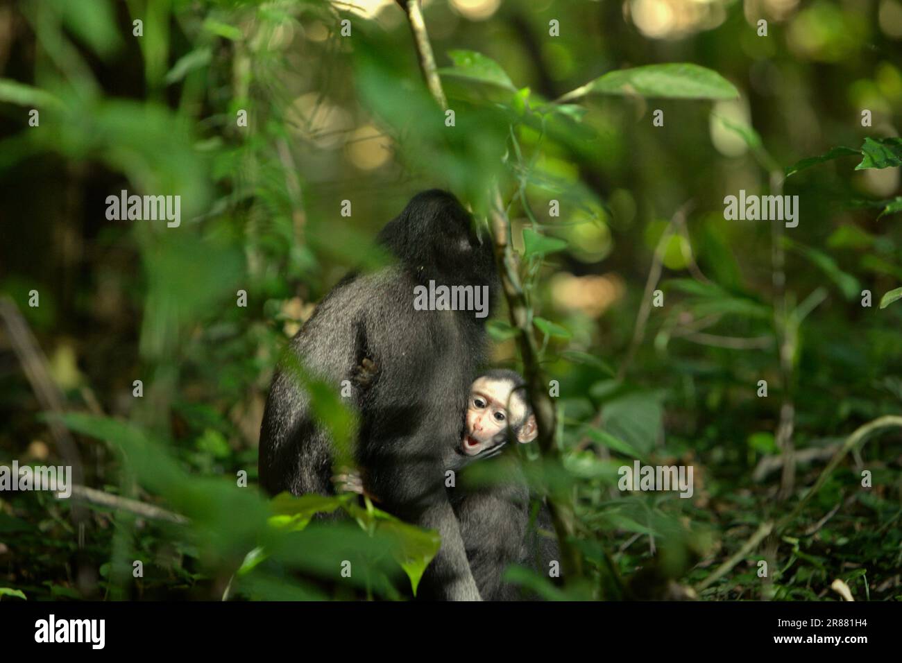 An offspring of Celebes crested macaque (Macaca nigra) is being taken care of by an adult female individual in Tangkoko forest, North Sulawesi, Indonesia. Climate change is driving more extinction risk on this endemic, critically endangered species. Higher temperature, unusual and extreme climate conditions, for example, will affect the availability of their food supply. Stock Photo