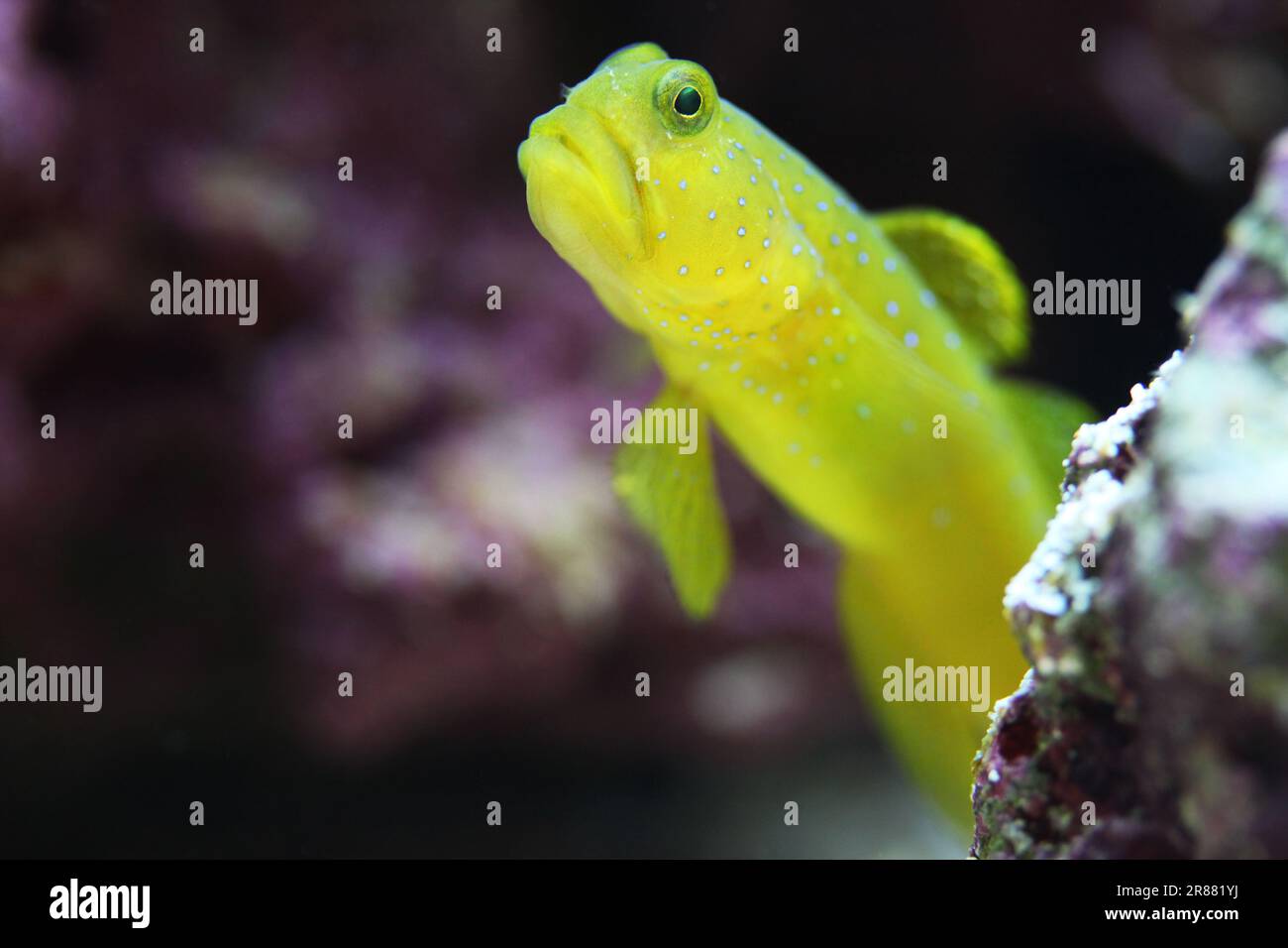 Yellow Watchman Goby [ Cryptocentrus cintus ] in marine reef aquarium Stock Photo