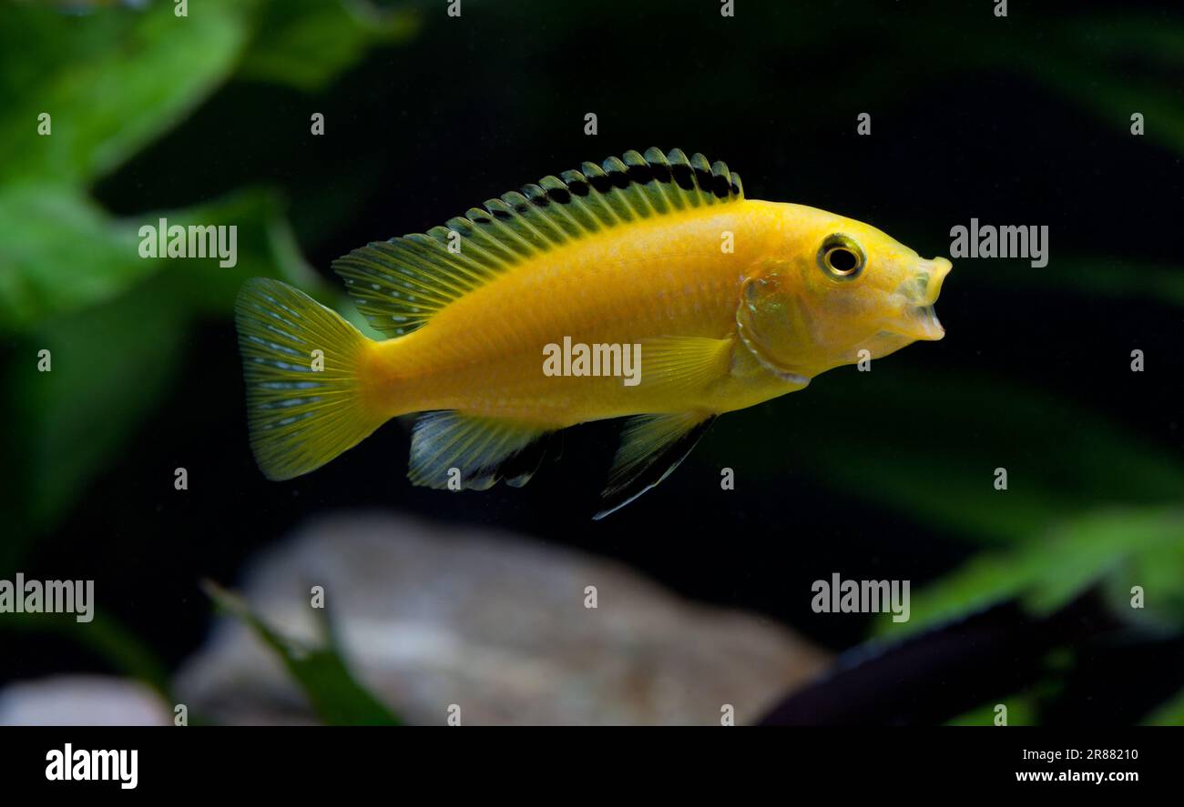 Yellow Labidochromis [ Labidochromis caeruleus ] Malawi cichlid in aquarium Stock Photo