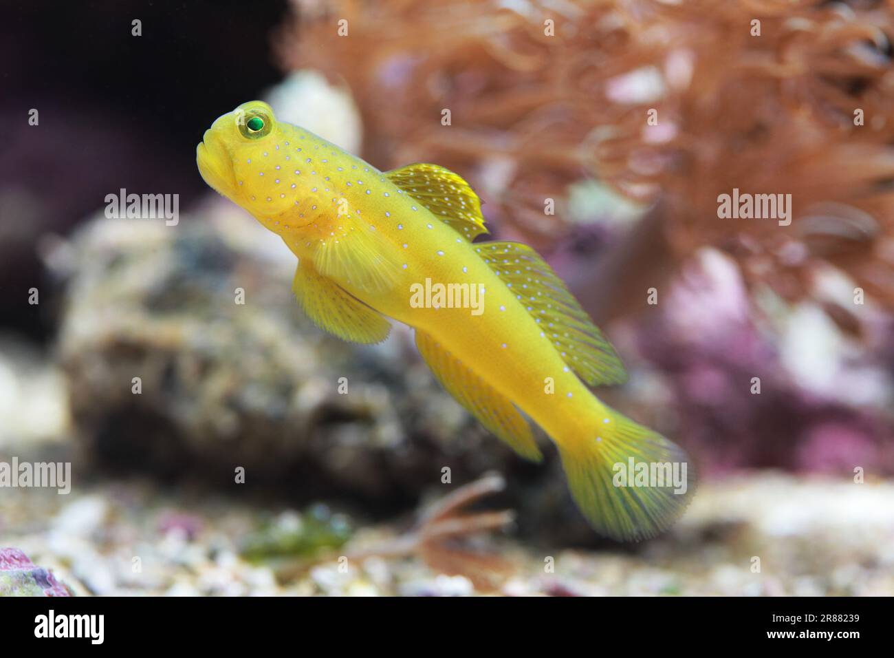 Yellow watchman Goby [ Cryptocentrus cintus ] in marine reef aquarium Stock Photo