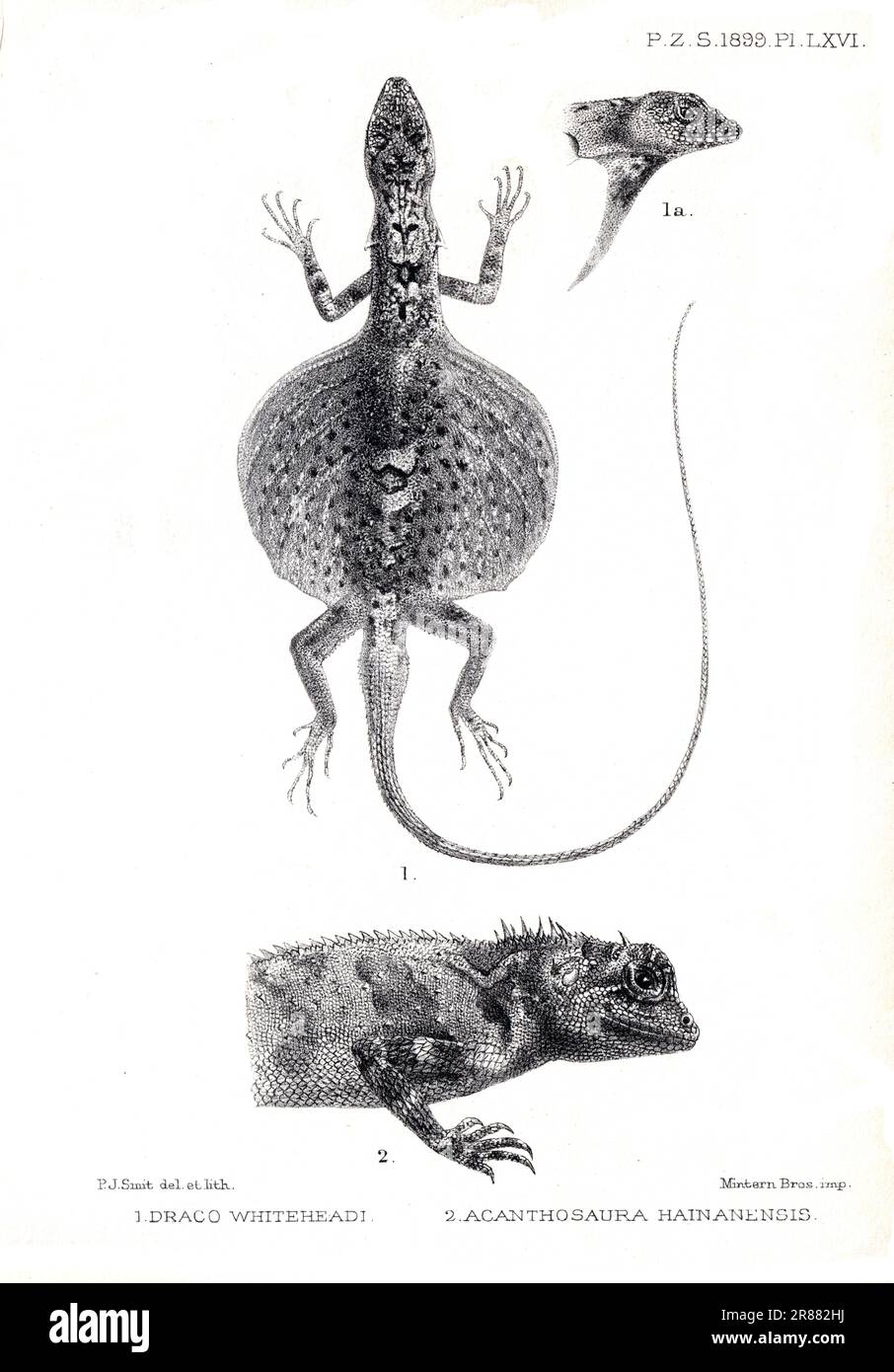 Proceedings of the London Zoological Society 1899 - Acanthosaura Hainanensis & Draco Whiteheadii by Pierre Jacques Smit (1863–1960) Stock Photo