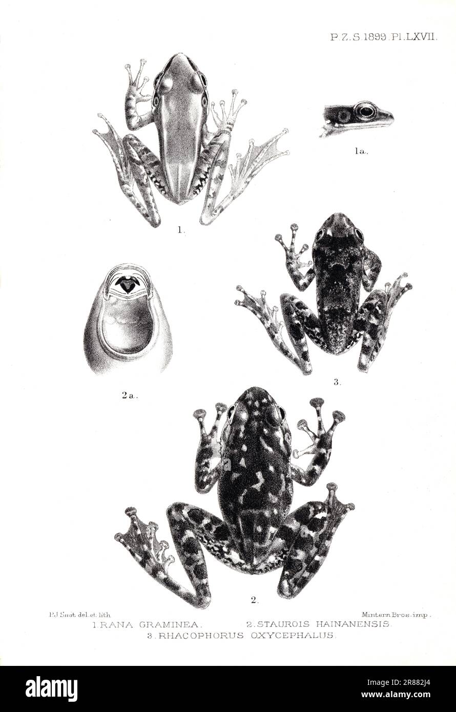Proceedings of the London Zoological Society 1899 - Rana Graminea, Staurois Hainanensis & Racophorus Oxycephalus by P.J. Smit Stock Photo