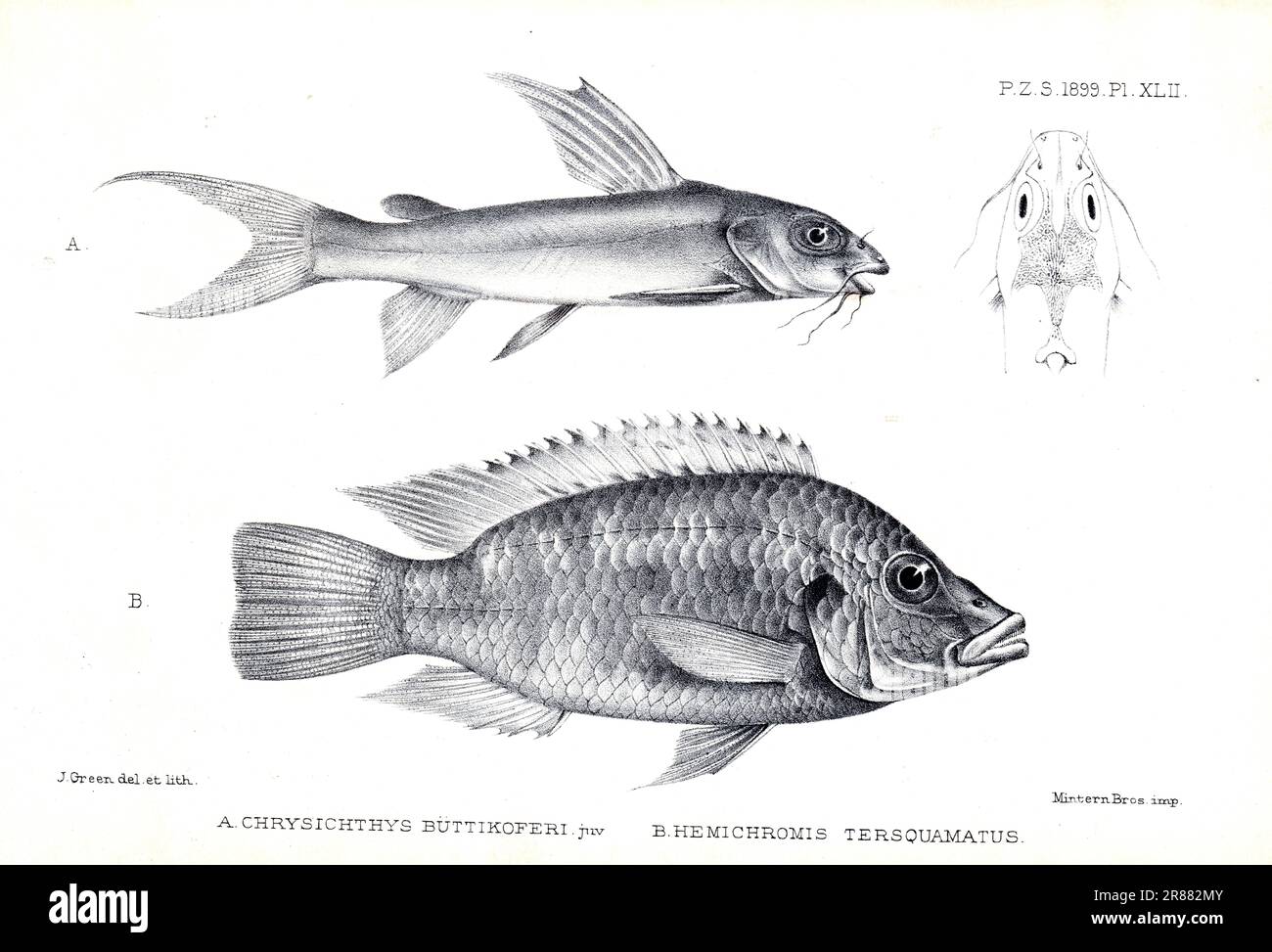 Proceedings of the London Zoological Society 1899 - Chrysichthys Büttikoferi, Hemichromis Tersquamatus by James Green (1859-1938) Stock Photo