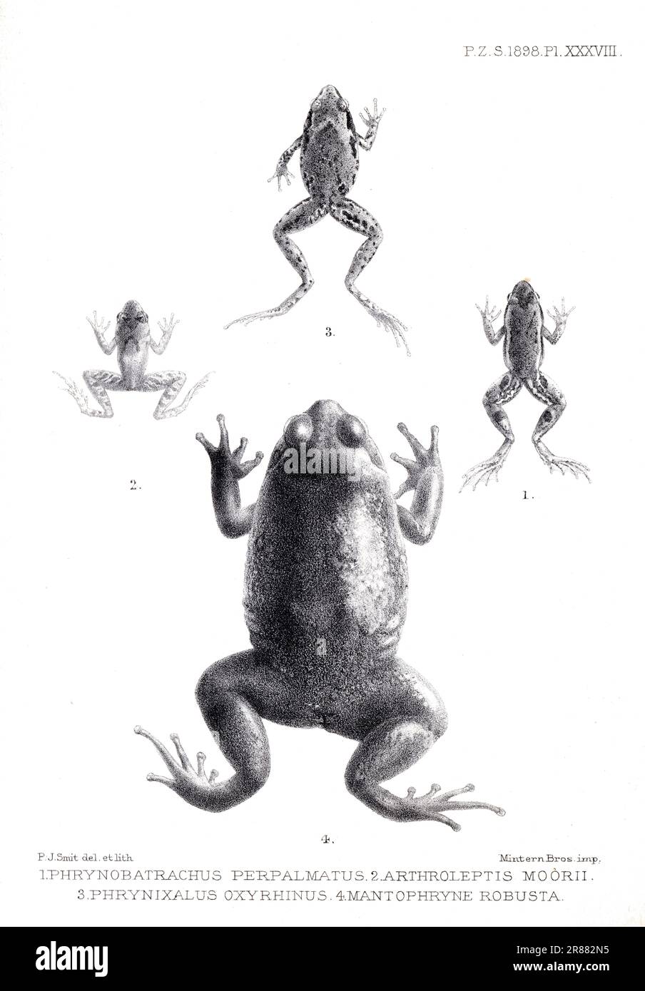 Proceedings of the London Zoological Society 1899 - Phrynobatrachus Perpalmatus, Arthroleptis Moorii, Phrynixalus Oxyrhinus, Mantophryne Robusta Stock Photo