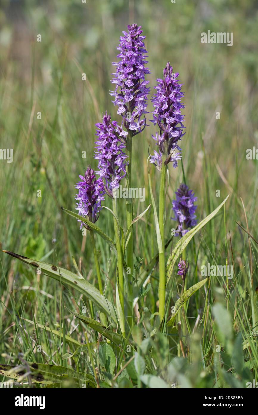 Southern marsh orchid (Dactylorhiza praetermissa), Emsland, Lower Saxony, Germany Stock Photo