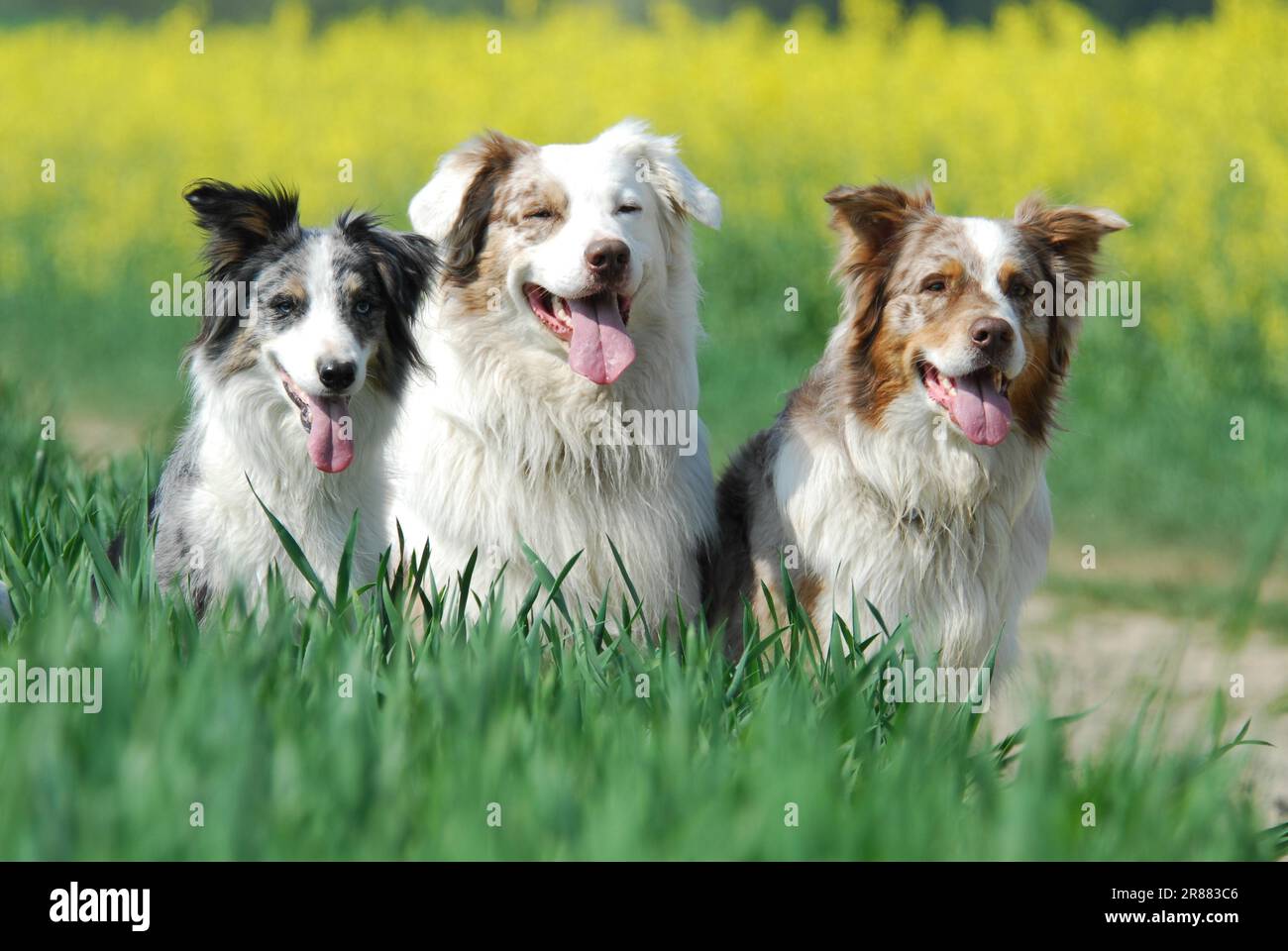 A Border Collie, bluemerle, and two Australian Shepherds, redmerle, sitting side by side in