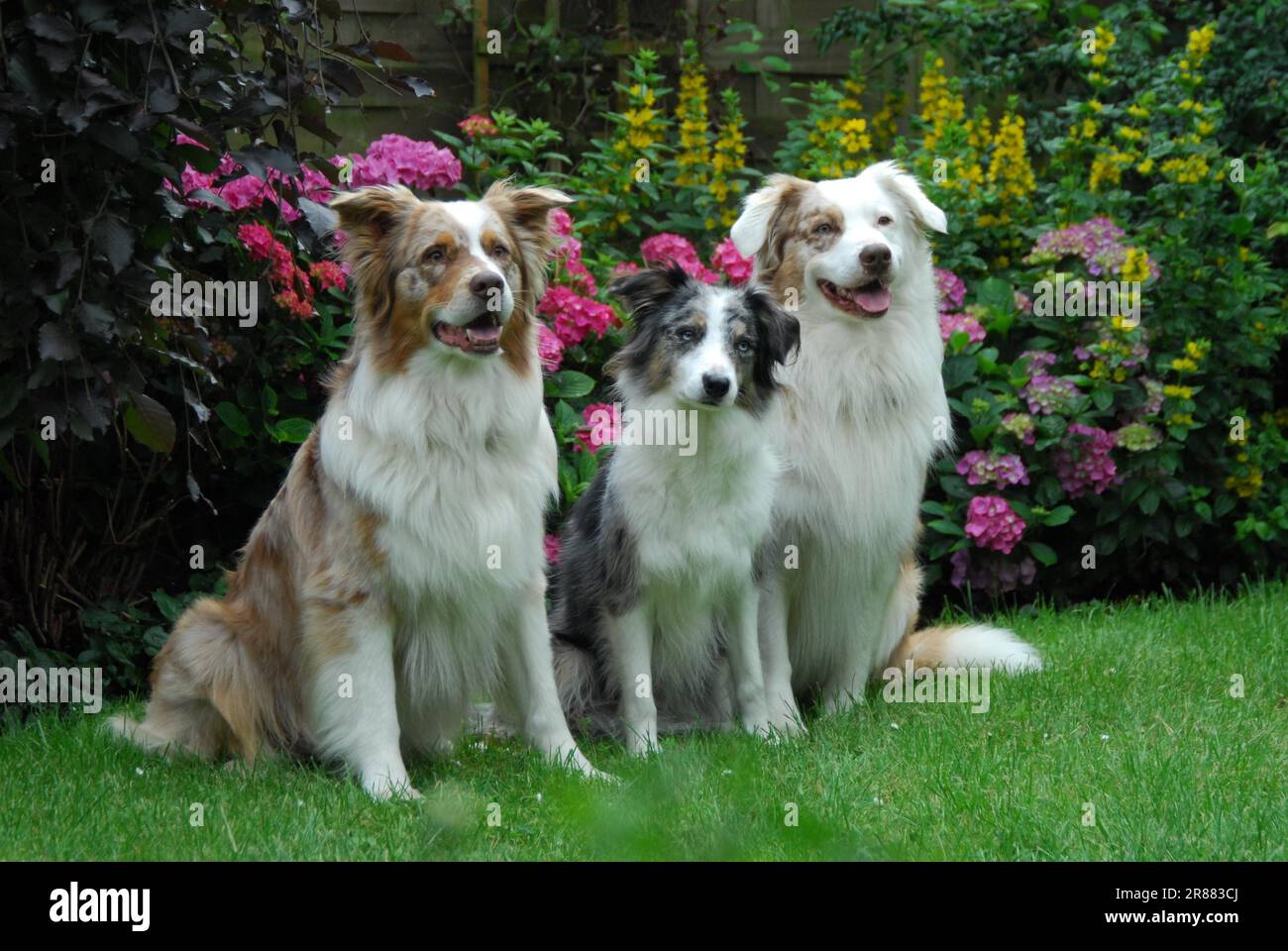 One Border Collie, bluemerle, and two Australian Shepherds, redmerle