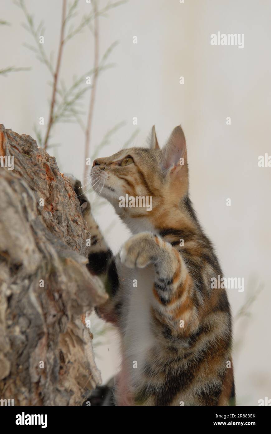 Young domestic kitten, Tortie Tabby with White, climbing up a tree, Dodecanese, Greece, kitten, Black Tortie Tabby (Torbie) and White, is climbing up Stock Photo