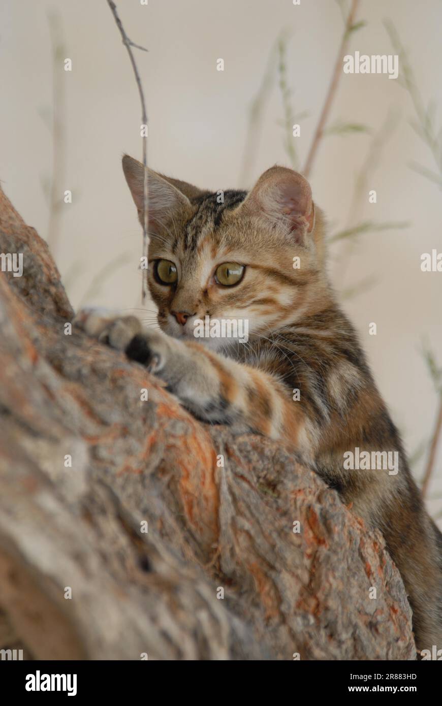 Young domestic kitten, Tortie Tabby with White, climbing up a tree, Dodecanese, Greece, kitten, Black Tortie Tabby (Torbie) and White, is climbing up Stock Photo