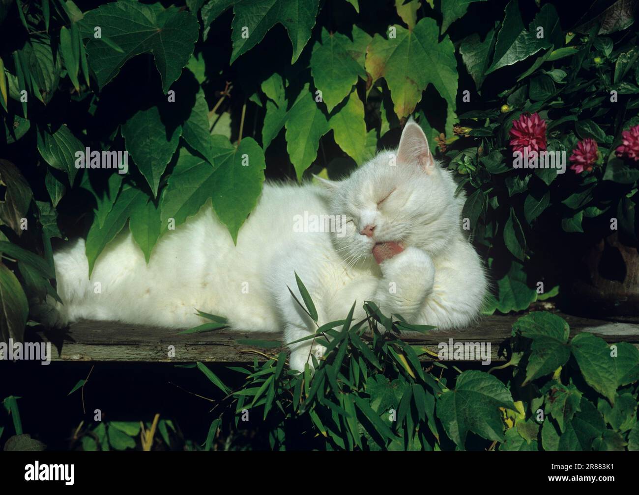 British Shorthair cat grooming herself Stock Photo Alamy
