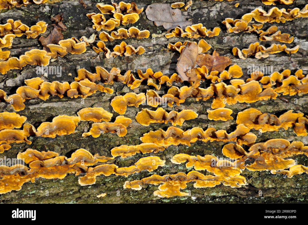 Oak trunk overgrown with fungi, tree fungus Stock Photo - Alamy