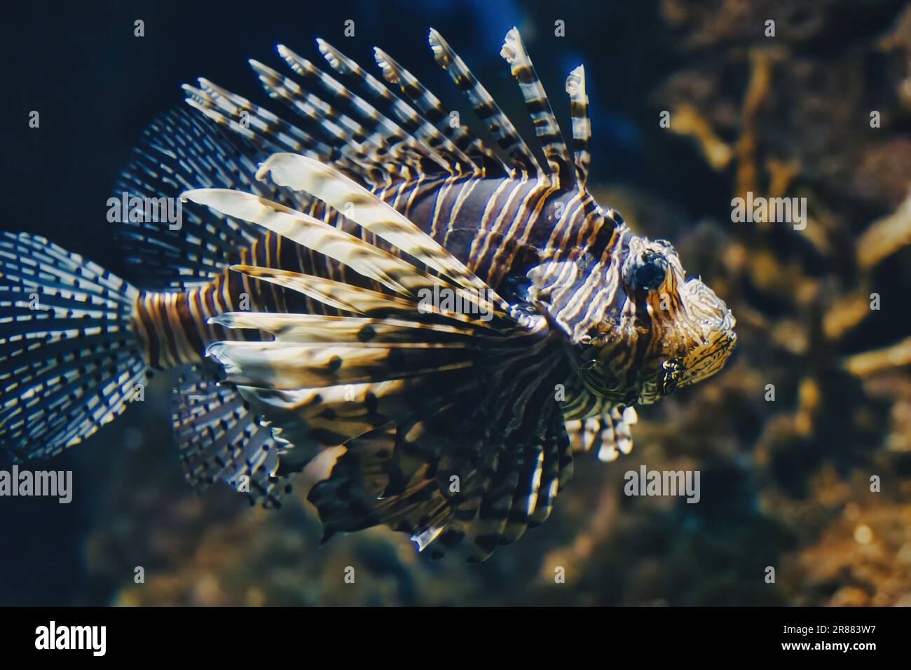 Full-length side profile view of a lionfish swimming in the water in a fish tank at an aquarium Stock Photo