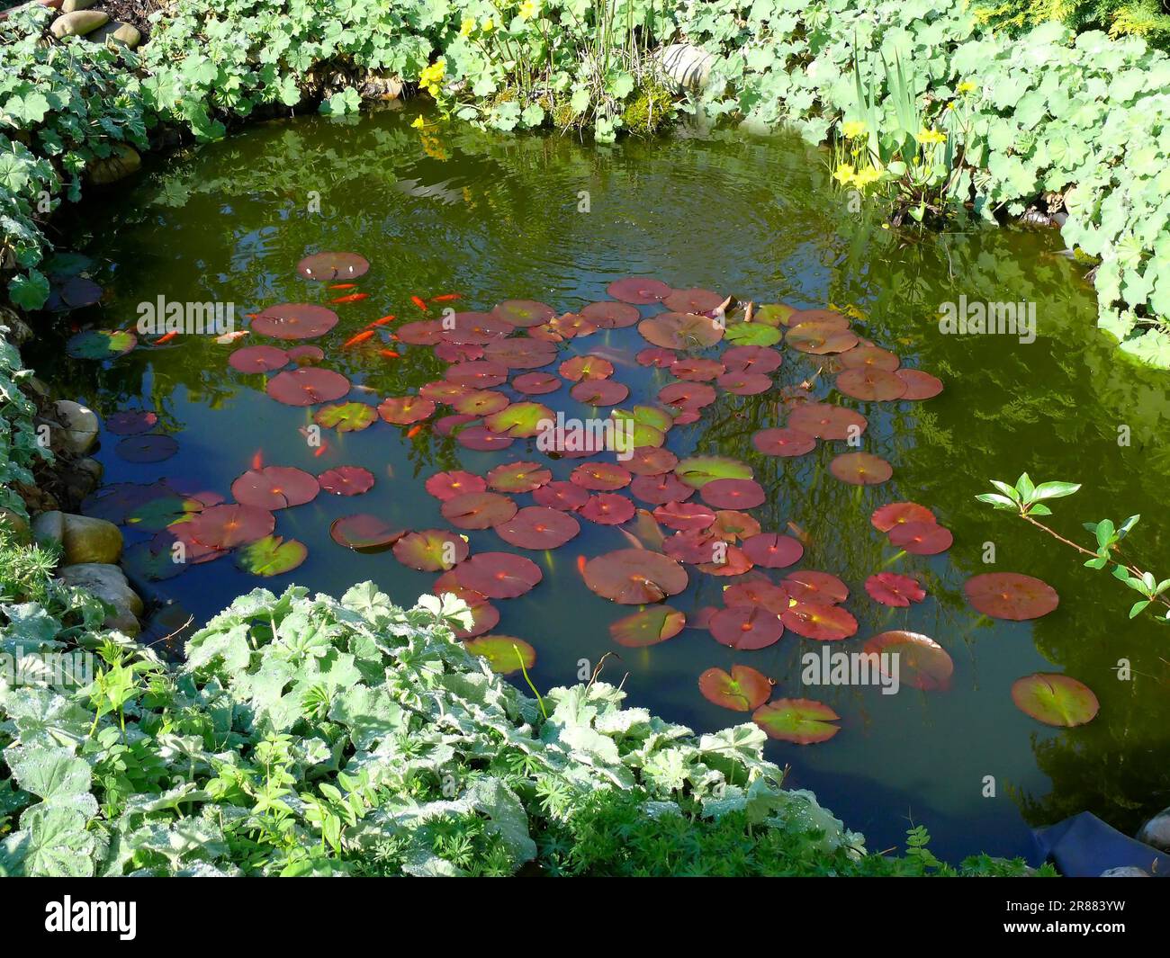 Water lily pond with goldfish Stock Photo Alamy