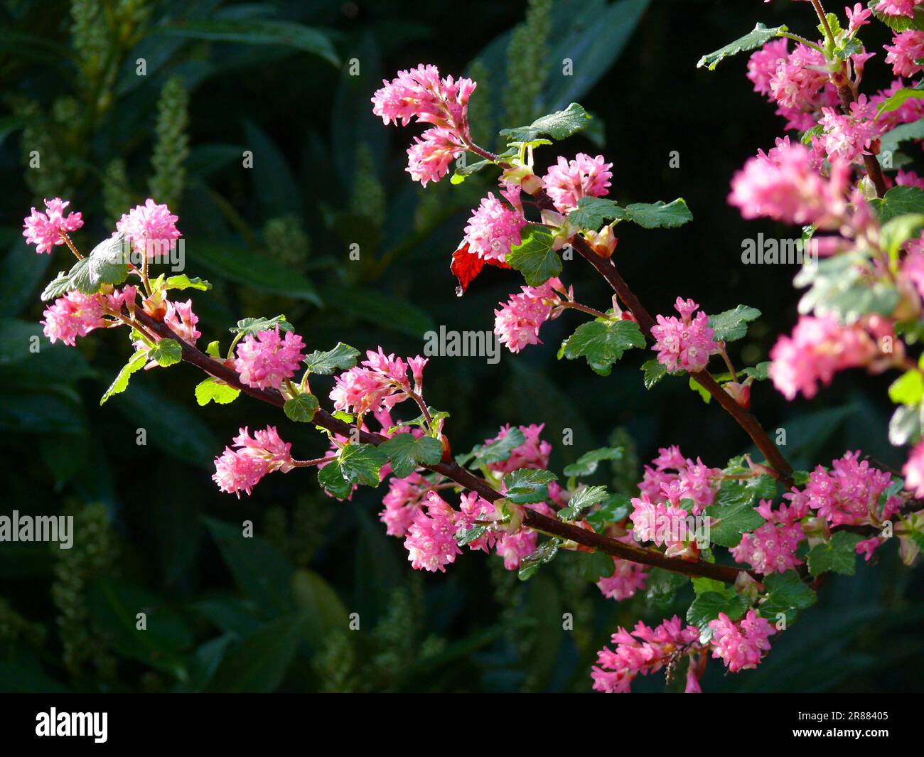 Blood currant flowering, flowering currant (Ribes sanguineum) Stock Photo