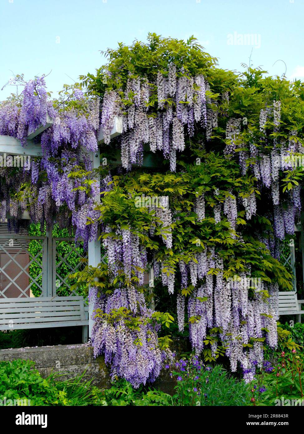 Wisterias (Wisteria) (Wisteria floribunda) on building facade, blue vine,  wisteria, wistaria, wisteria, wisteria, wisteria, wisteria, wisteria Stock  Photo - Alamy