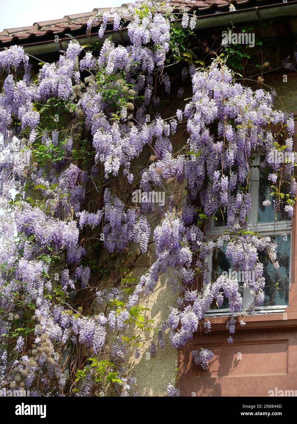 Wisterias (Wisteria) (Wisteria floribunda) on building facade, blue vine, wisteria, wistaria, wisteria, wisteria, wisteria, wisteria, wisteria Stock Photo