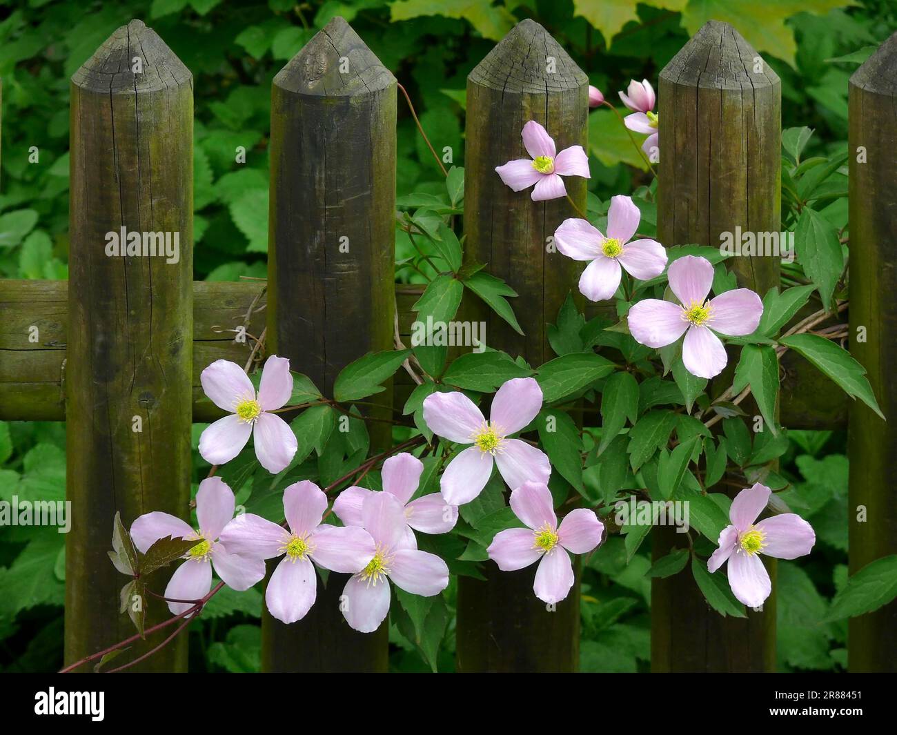 Clematises (Clematis) flowering by the garden fence, woodland vine, also Clematis Stock Photo