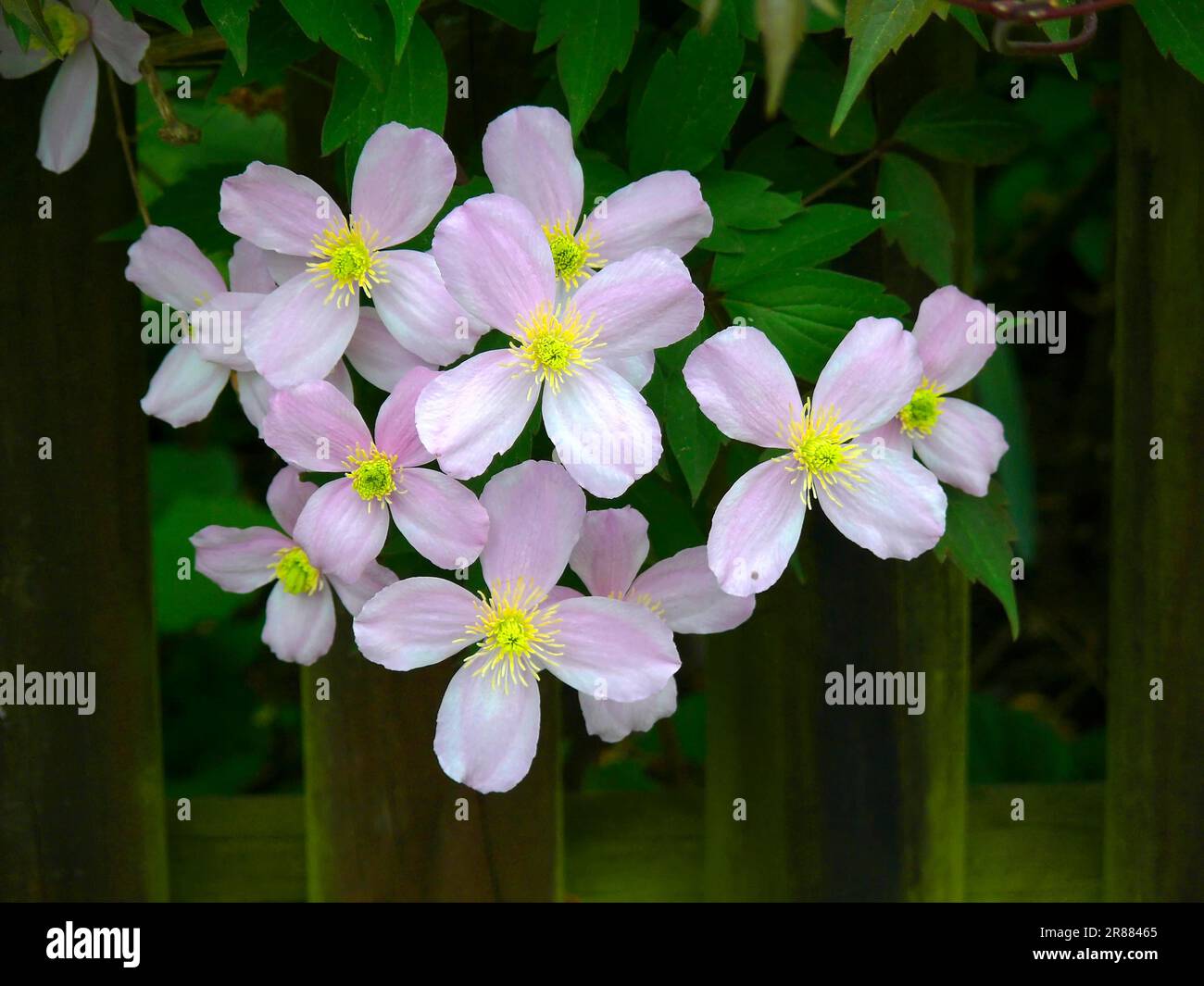 Clematises (Clematis) (clematis) flowering, by the garden fence, woodland vine, clematis Stock Photo