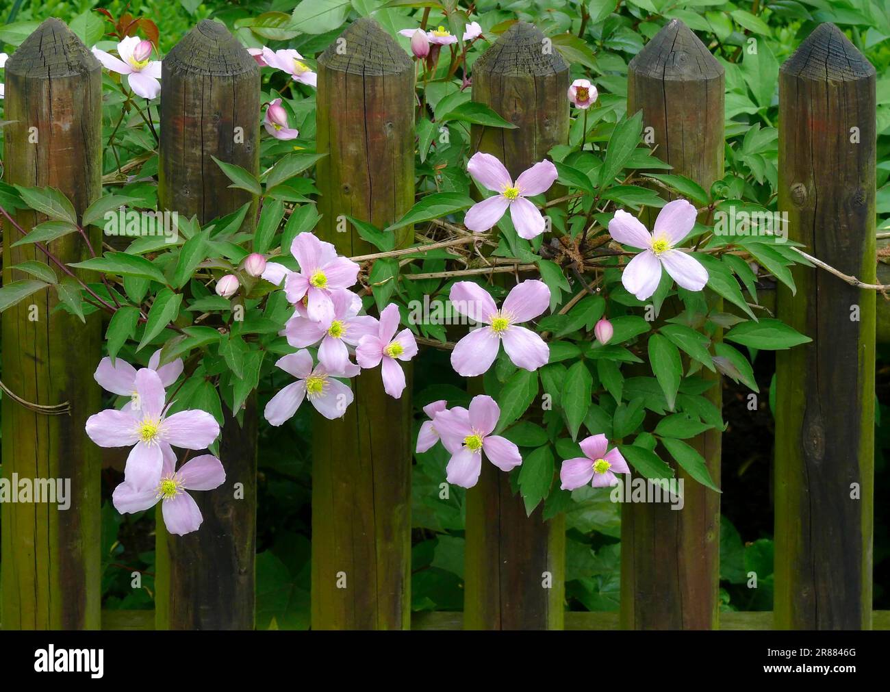Clematises (Clematis) flowering by the garden fence, woodland vine, also Clematis Stock Photo