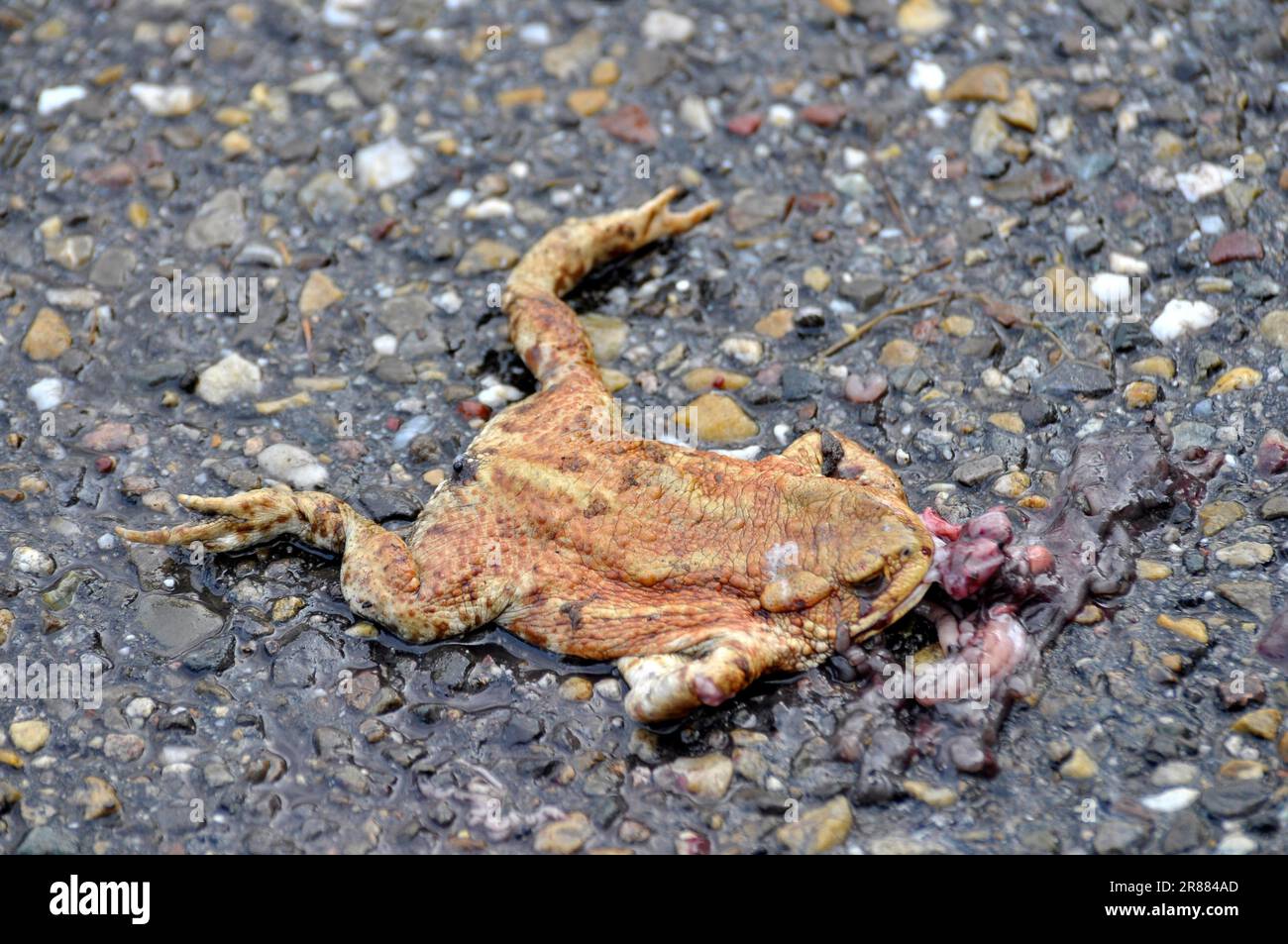 Common toad (Bufo bufo) run over by a car in spring, toad migration, common toad Stock Photo