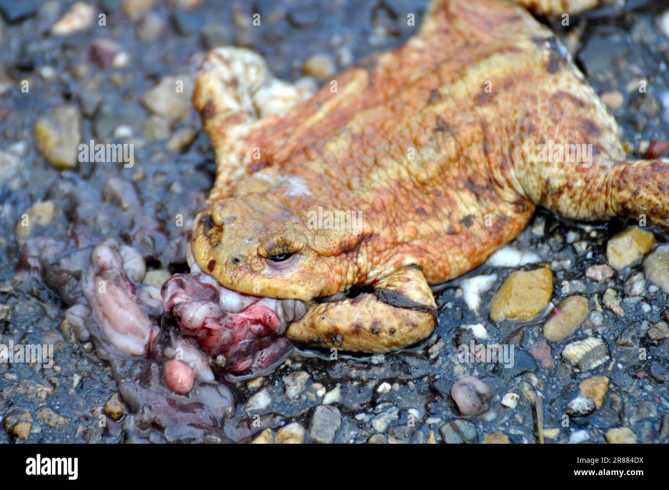 Common toad (Bufo bufo) run over by a car in spring, toad migration, common toad Stock Photo