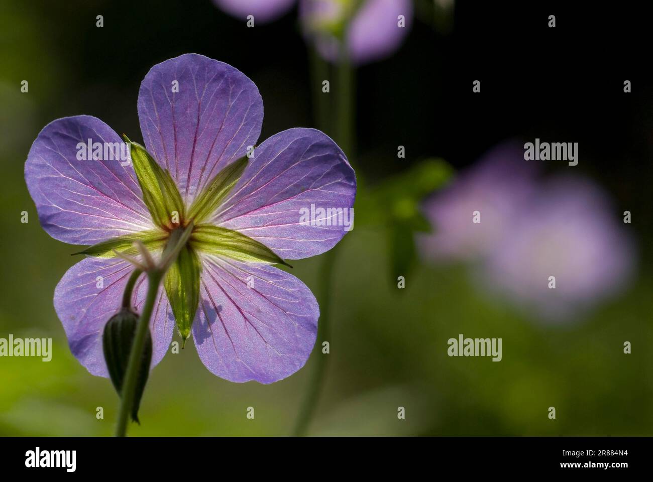 Cranesbills (Geranium) Geraniums Stock Photo - Alamy