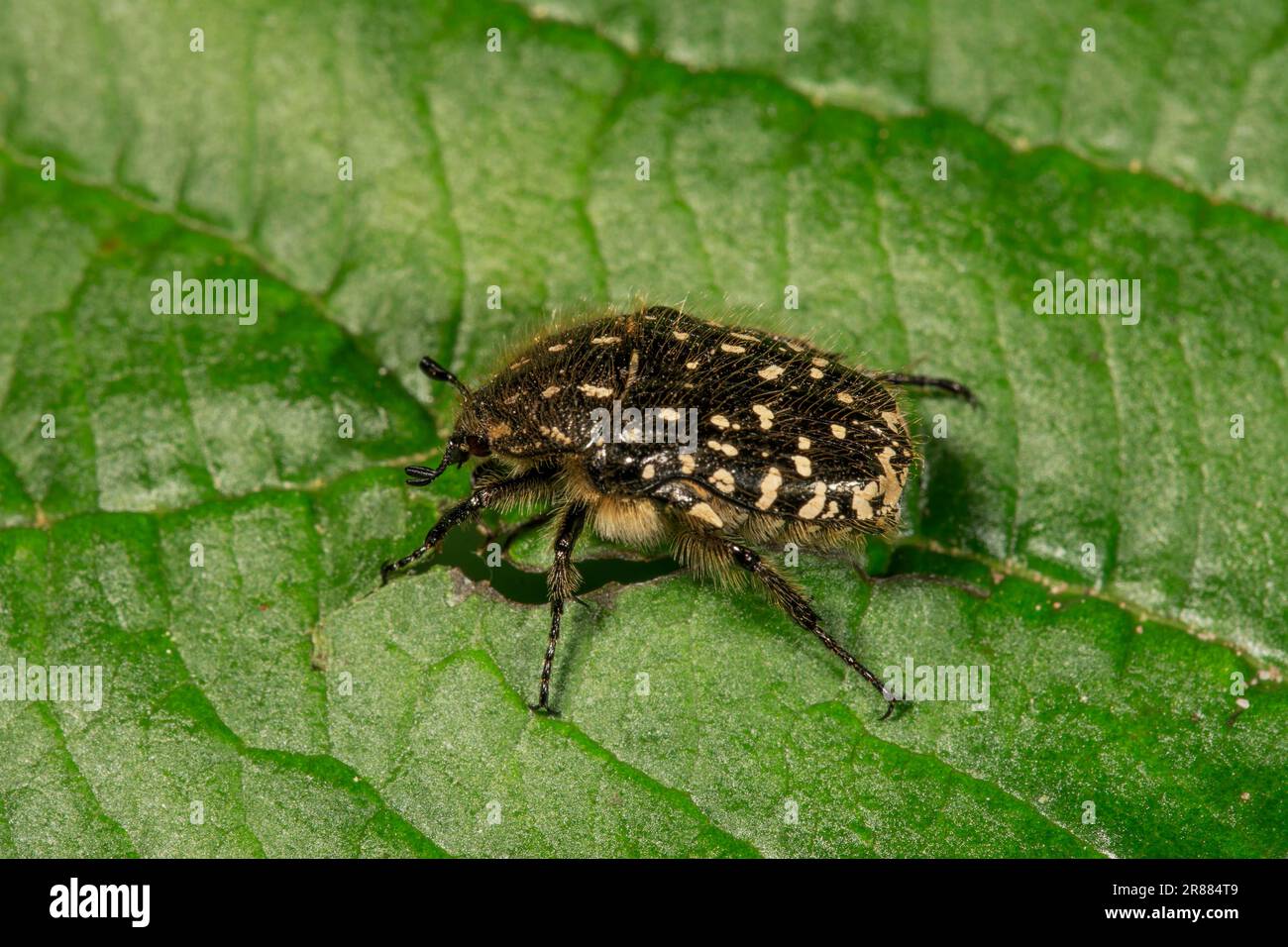 White spotted rose beetle (Oxythyrea funesta) on a leaf, Baden-Wuerttemberg, Germany Stock Photo