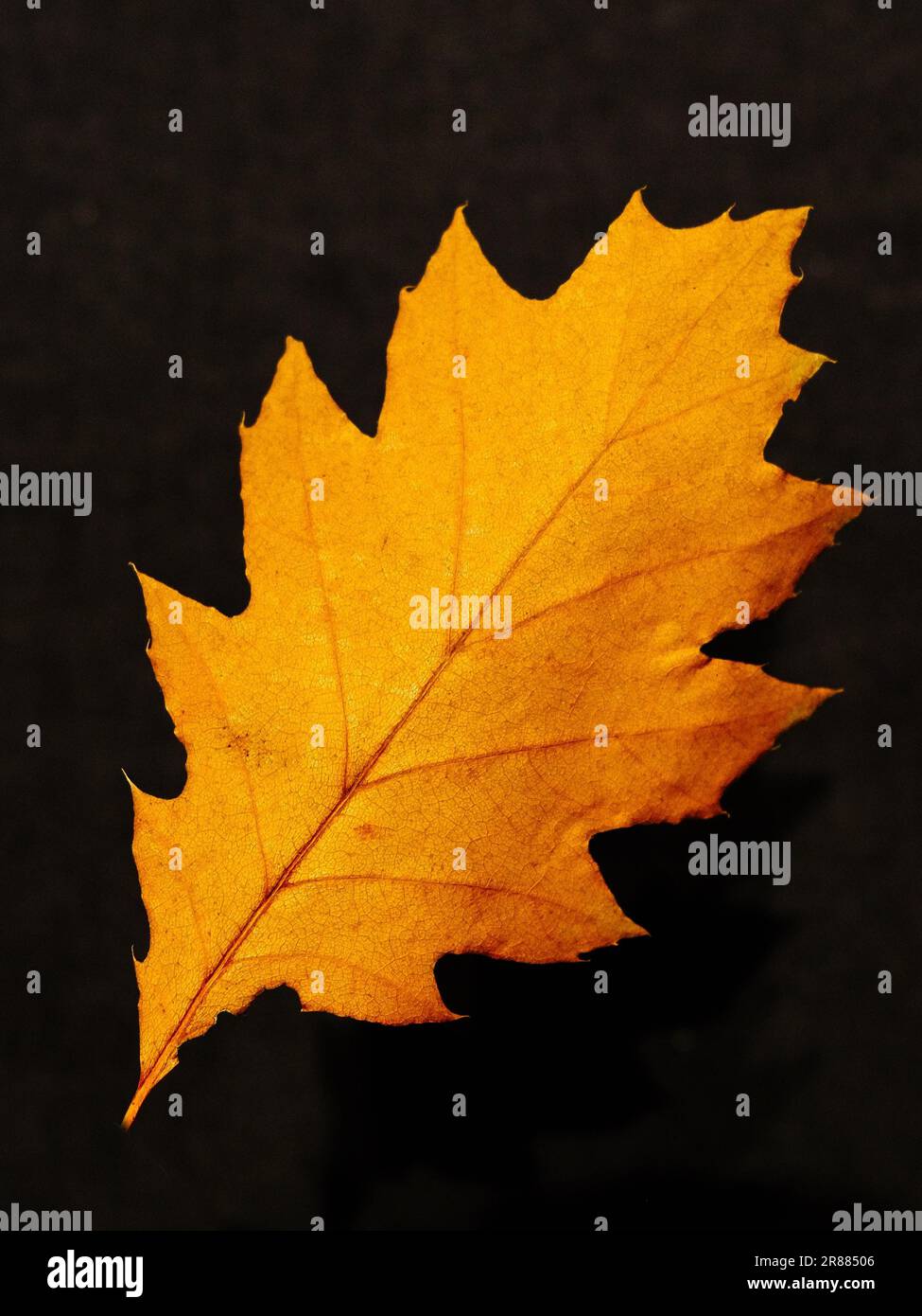 Black oak leaf hi-res stock photography and images - Alamy