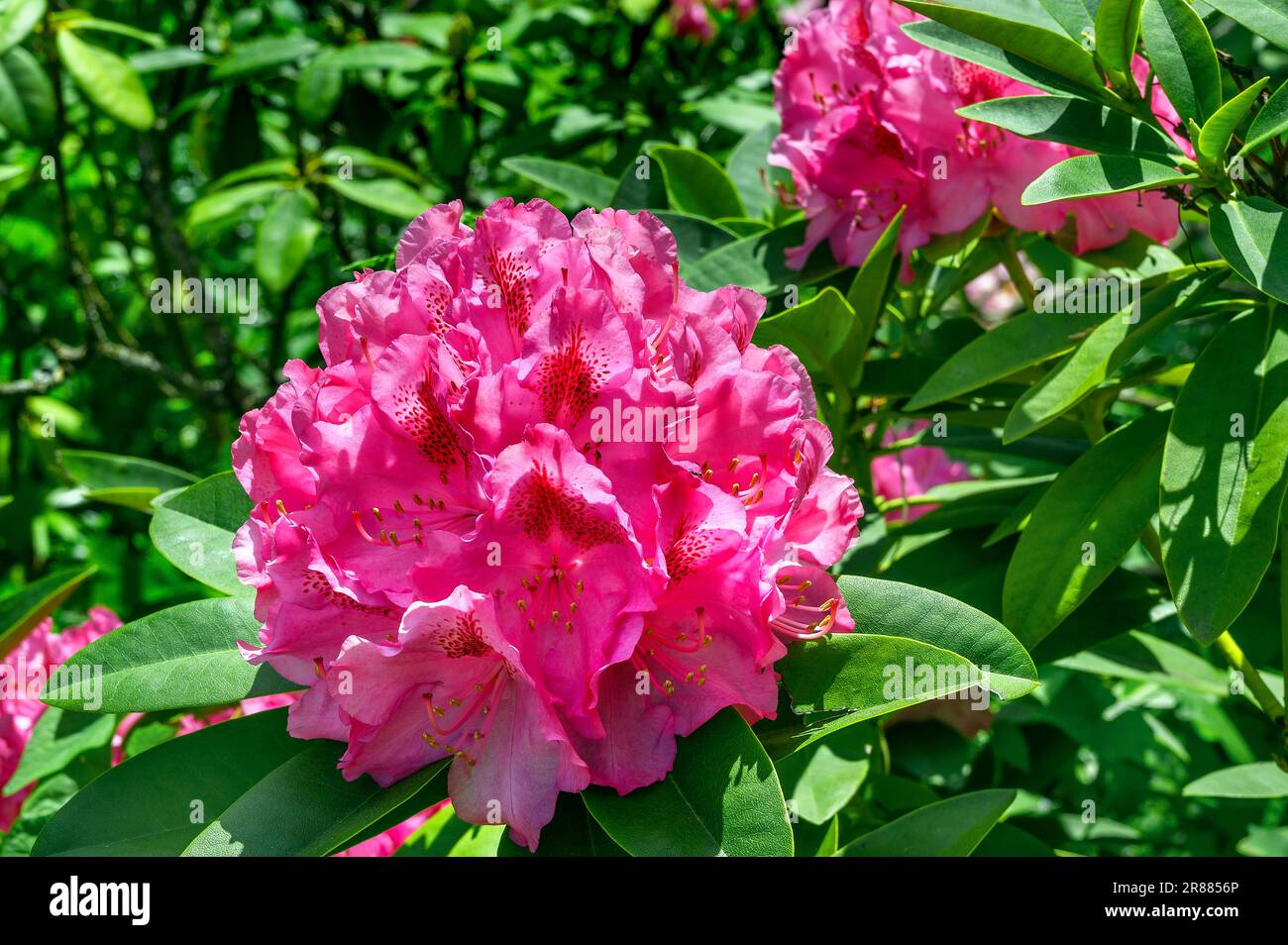 Rhododendron, Allgaeu, Bavaria, Germany Stock Photo