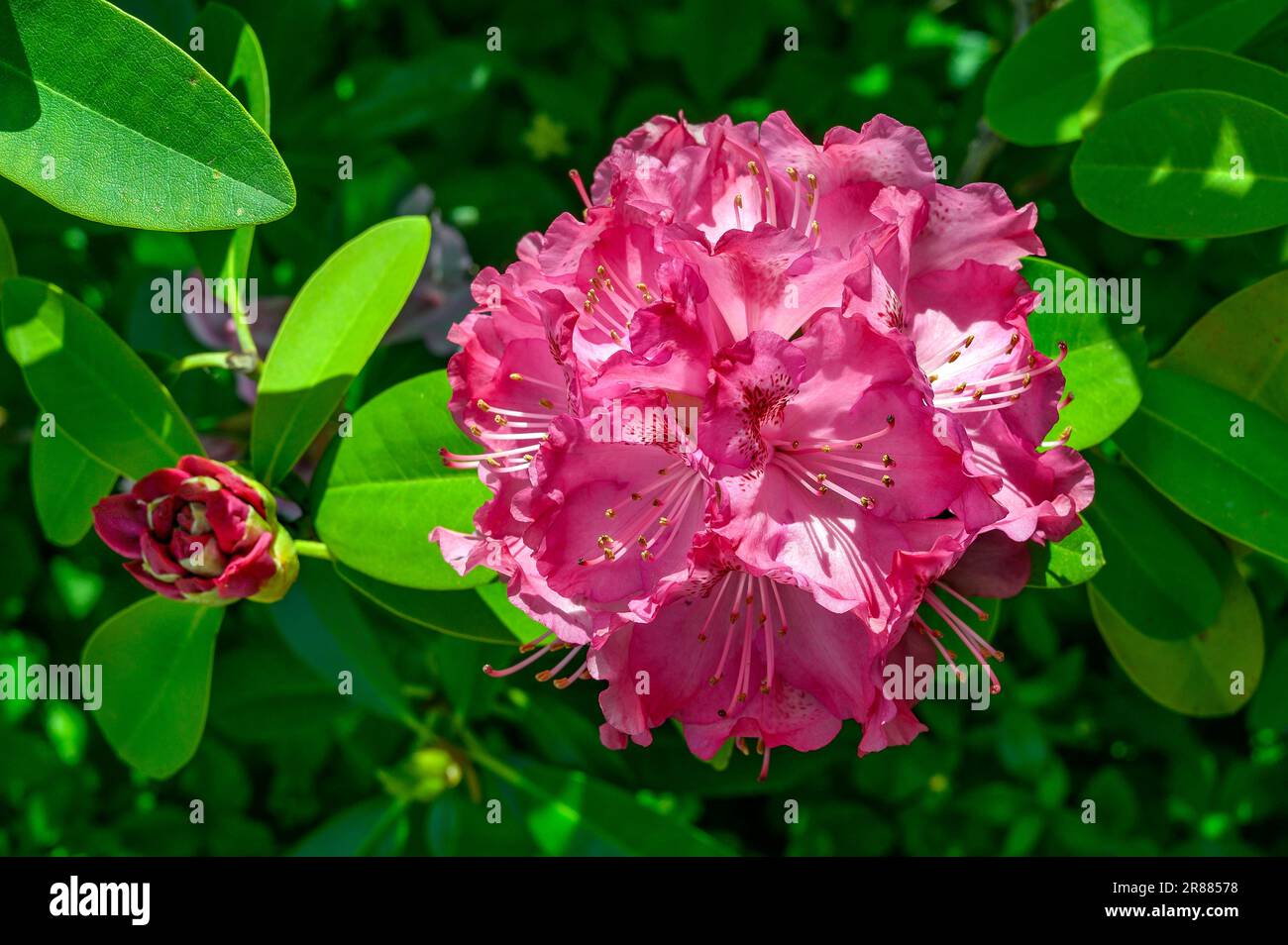 Rhododendron, Allgaeu, Bavaria, Germany Stock Photo