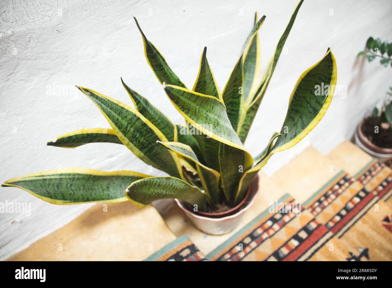 A snake plant (Dracaena trifasciata) in a pot on the stairs in a domestic home with bright daylight Stock Photo