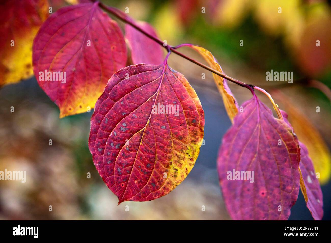 Foliage in different autumn colours, end of October Stock Photo