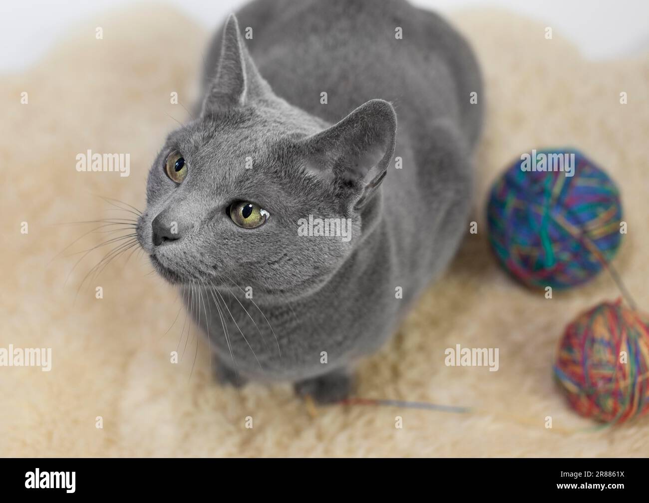 Carthusian cat kitten scale hi-res stock photography and images - Alamy