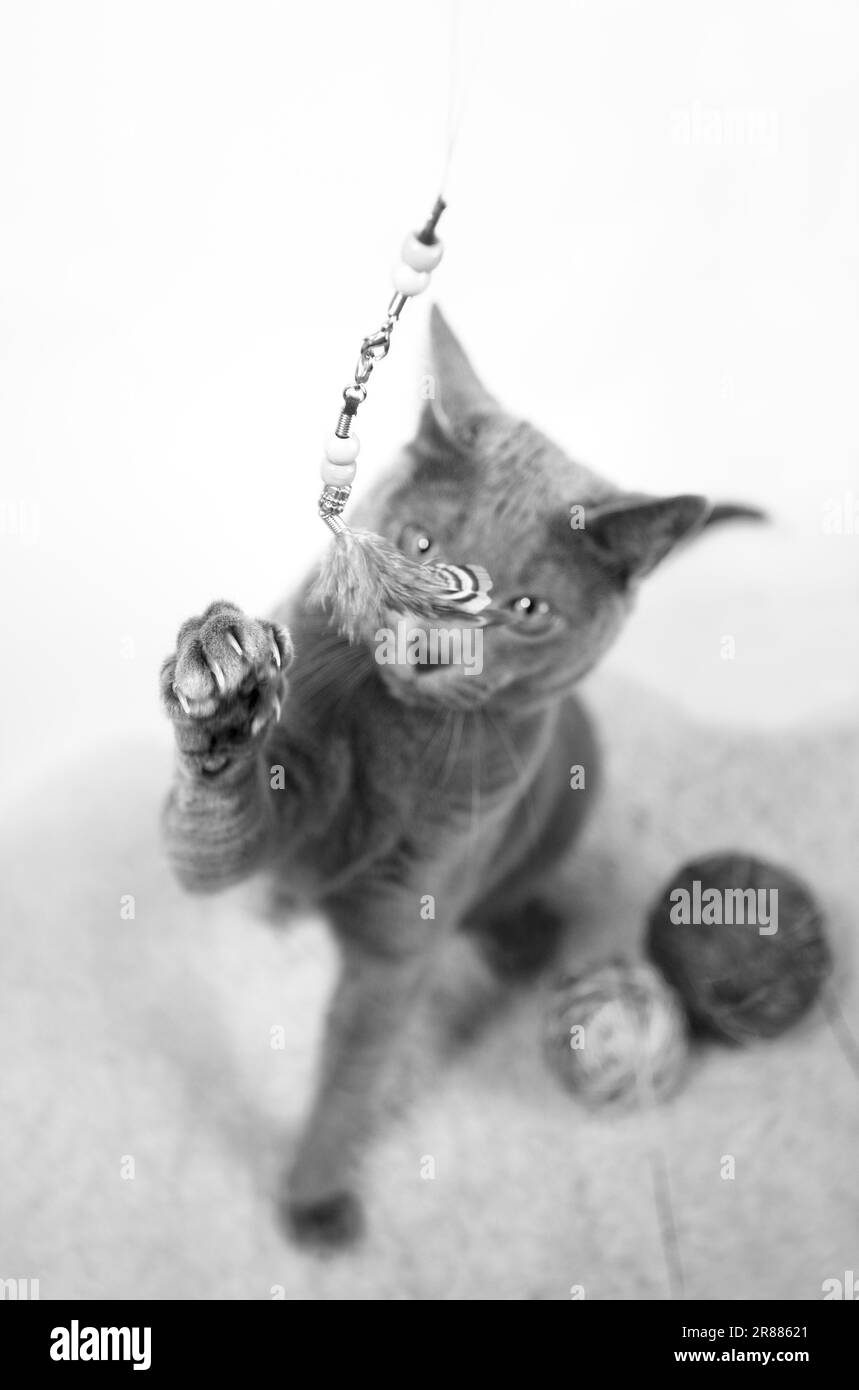 Portrait of a Russian Blue cat playing with a ball of wool, studio shot, white background Stock Photo
