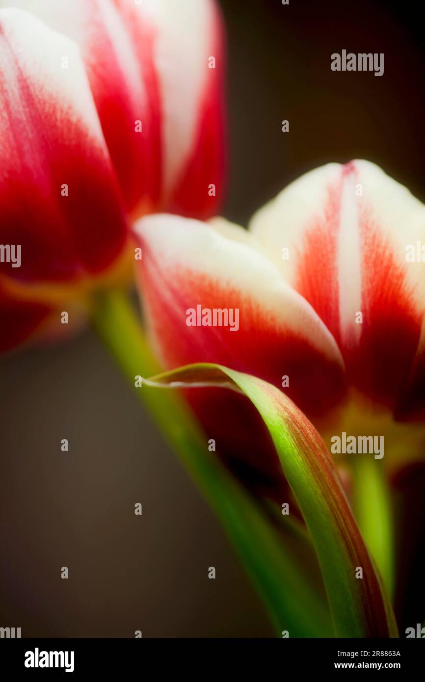 Red and white coloured tulips with flat DOF Stock Photo