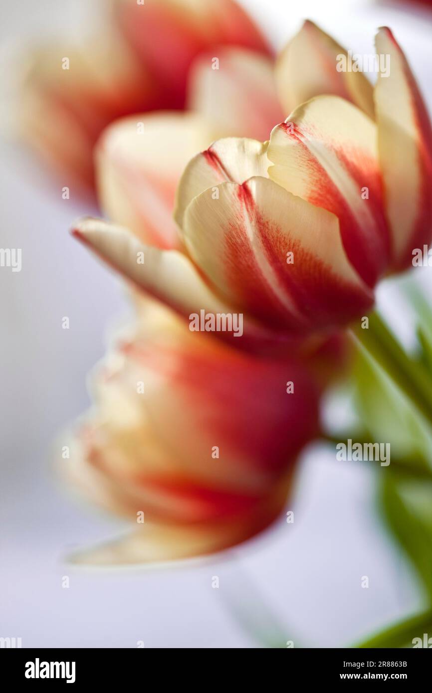 Red and white coloured tulips with flat DOF Stock Photo