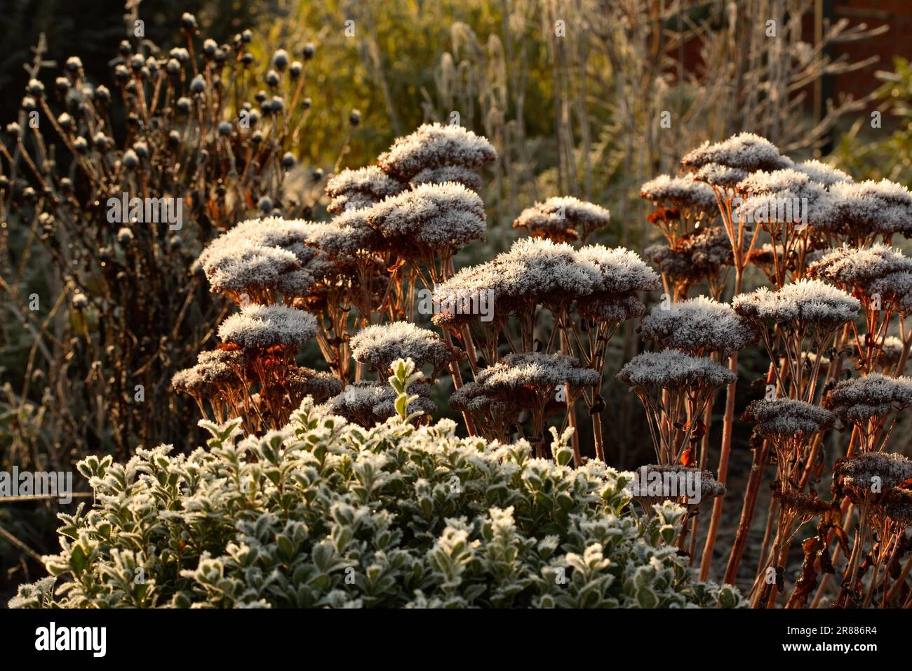 Hylotelephium (Sedum telephium) telephium 'Herbstfreude' Synonym - 'Autumn Joy' Stock Photo